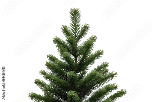 Fir tree branch details displaying green pine needles and evergreen foliage on transparent background