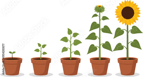 A young sunflower sprout with vibrant green leaves grows in a white flowerpot, representing new life and nature in a gardening houseplant isolated against a clean background