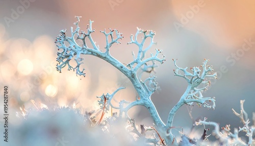 Close-up of delicate reindeer lichen branches against a soft, blurred background.