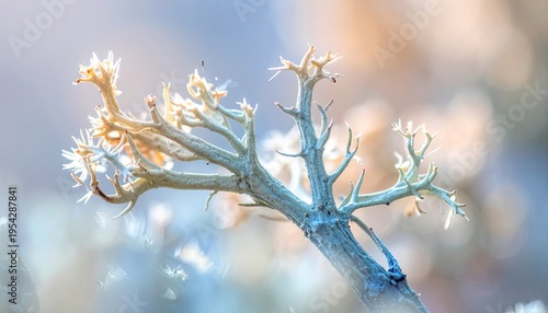 A close-up of delicate lichen branches illuminated by soft light.