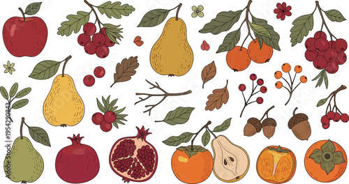 Hand drawn autumn fruits and berries collection with apple pear pomegranate persimmon leaves botanical vintage vector illustration set isolated on white background