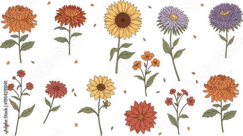 Hand drawn autumn flowers collection with chrysanthemum sunflower daisy botanical floral elements vintage style vector illustration set isolated on white background