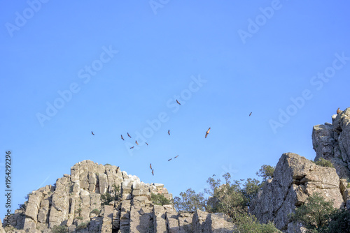 Wallpaper Mural Vultures soaring above rocky cliffs Torontodigital.ca
