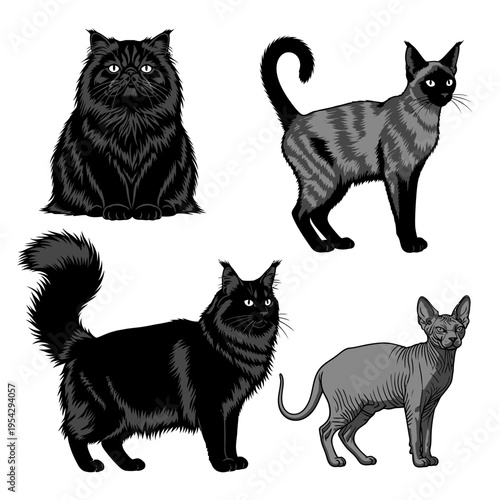 Collection of Five Different Cat Breeds in Various Poses.