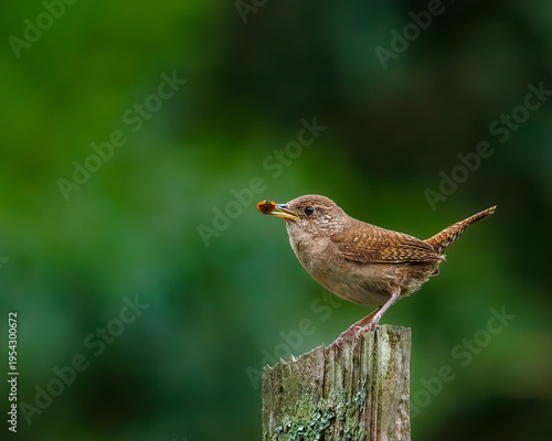 Foto House Wren Perched on Wooden Post Holding Ladybug in Its Beak