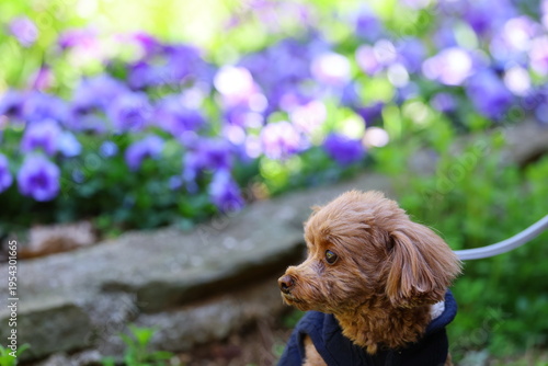 Foto カラフルな花が咲く公園を散歩するトイ・プードル
