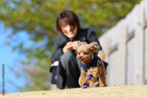 Foto 飼い主と一緒にドッグランに来ているトイ・プードル