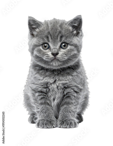 A fluffy grey kitten with bright eyes sits looking forward.