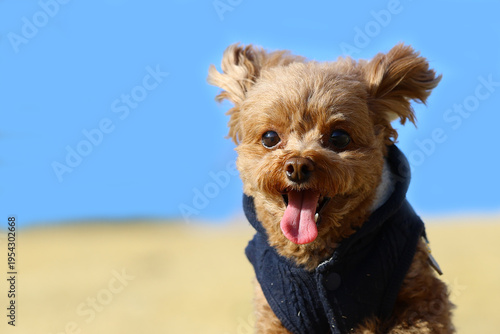 ドッグランで大はしゃぎのトイ・プードル