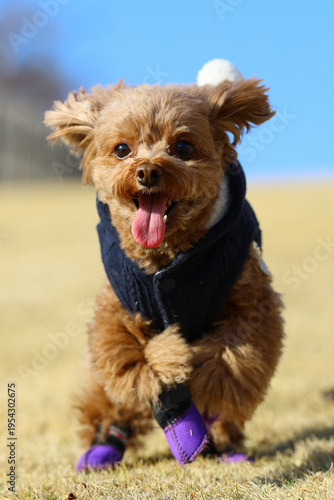 ドッグランで大はしゃぎのトイ・プードル