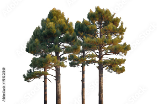 Pine trees with green foliage and textured bark on transparent background, illustrating natural beauty and forest ecosystems