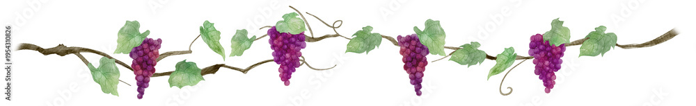 Naklejka premium Watercolor horizontal floral border and footer with purple grapes, leaves, and vines-300dpi-