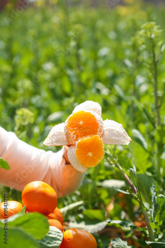 Fresh Bergamot Citrus Fruit Being Peeled Outdoors in Natural Garden Setting