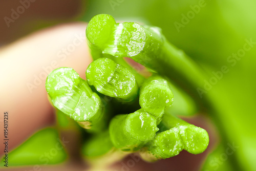 Fresh Green Scallions Spring Onions in Hand Close-up Food Photography