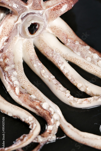 Fresh Raw Squid Tentacles Seafood Delicacy Studio Photography on Dark Background