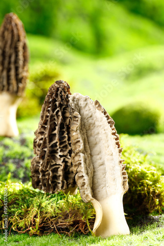 Fresh Morel Mushrooms Growing in Natural Moss Environment - Yunnan Wild Edible Fungi Photography