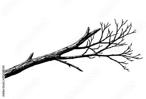 Isolated Weathered Tree Branch Silhouette Black White High Contrast Vector