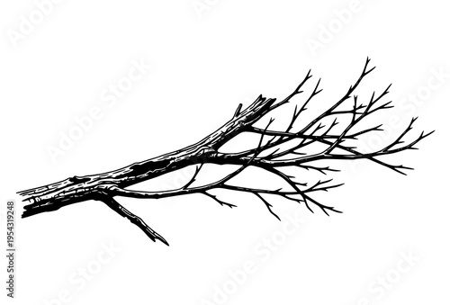 Isolated Weathered Tree Branch Silhouette Black White High Contrast Vector