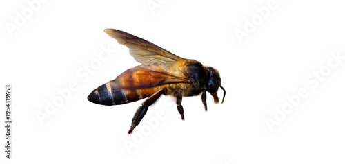Принти на полотні Isolated Honeybees buzzing in close-up with wings spread against black backgroun