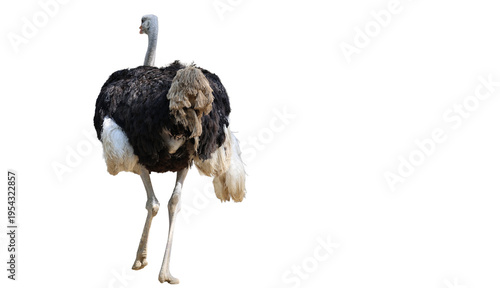 Vászonkép Isolated Ostrich standing on its thin legs against a black background during day