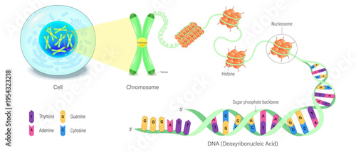 Cell structure. Chromosome, nucleosome and DNA. Thymine, Adenine, Guanine, Cytosine and Sugar phosphate backbone.
