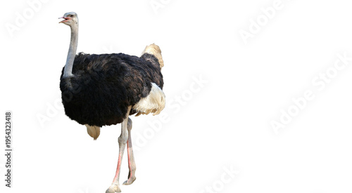 Foto Isolated Ostrich walking with its long neck extended against a stark black backg