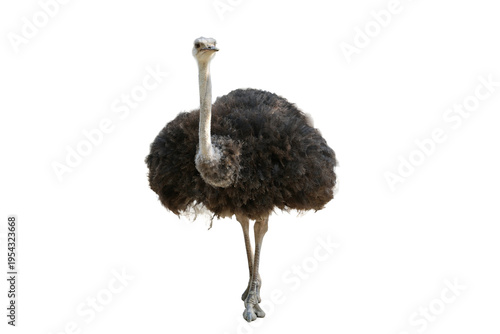 Vászonkép Isolated Ostrich standing straight against a plain black background in studio wi