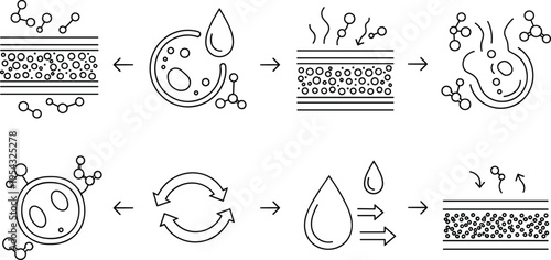 Diffusion and osmosis process line icons showing membrane transport molecule movement concentration gradient and water exchange in minimal scientific vector set
