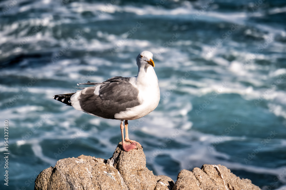 Fototapeta premium Seagull perches on rocky outcrop