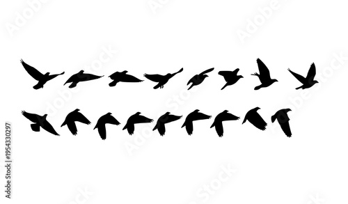 Step-by-step wing movement of birds in formation vector set for dynamic illustration