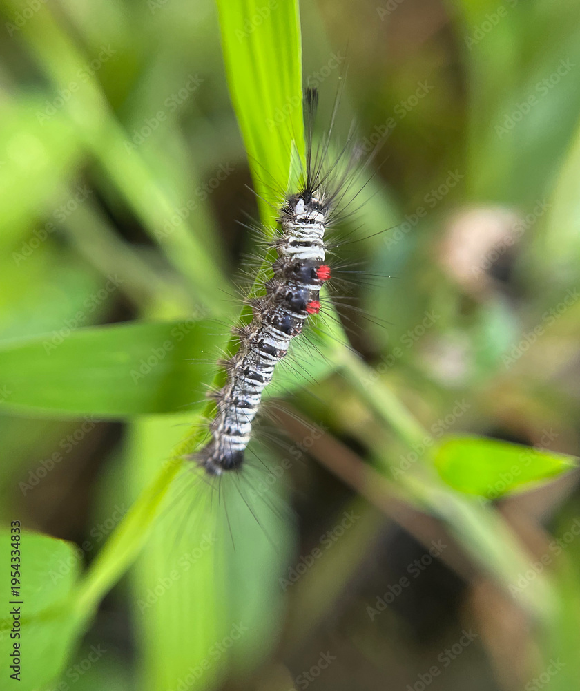 Fototapeta premium Hairy Caterpillar with Red Spots on Green Leaf Macro Close-Up