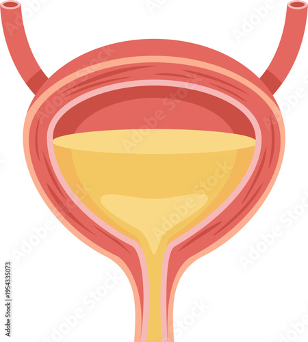 Bladder Anatomy 