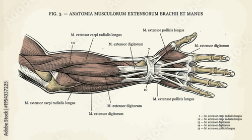 Anatomical Illustration of Human Forearm and Hand Muscles.