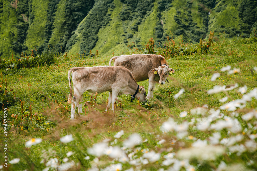 Fototapeta premium Two Cows Grazing on Alpine Meadow with Wildflowers, Switzerland