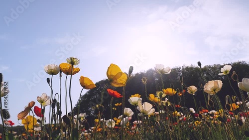 Backlit colorful poppy field filmed from a low angle in slow motion.