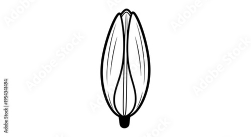 A simple black and white illustration of a seed pod or bud with a smooth outline and internal details.