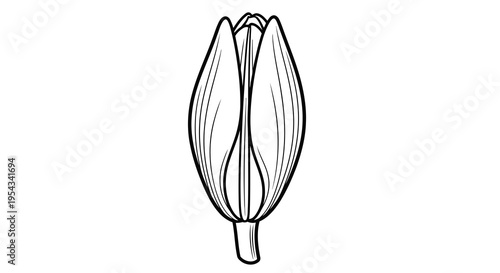 Detailed drawing of a seed pod with visible lines and a stem attachment