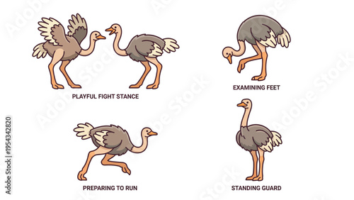 Vector Ostrich Behavior Set: Playful Fight, Examining Feet, Preparing to Run, Standing Guard Poses
