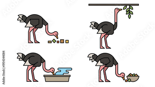Ostrich Eating and Drinking Habits Vector Set: Flat Design Illustrations of Bird Feeding and Hydration