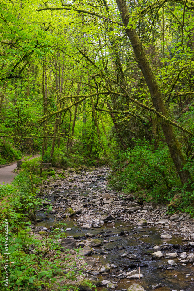Obraz premium Lower Macleay Trail in Forest Park, Portland, Oregon
