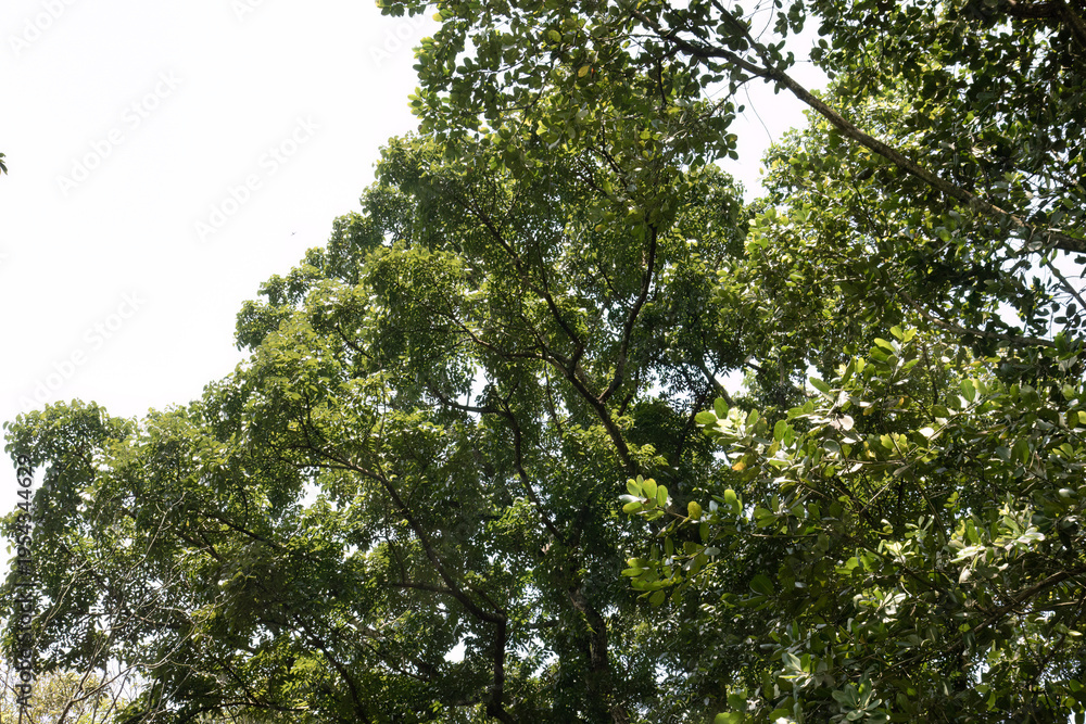 Fototapeta premium Rounded canopy dominating minimal luminous background. Broad leafy crown under spacious daylight field. Mature treetop silhouette against clean pale heavens