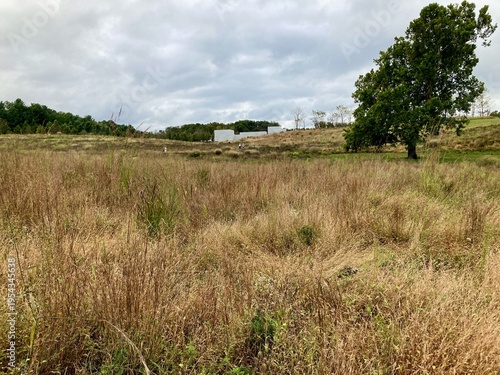 Open meadow with lone tree under cloudy sky, peaceful rural landscape