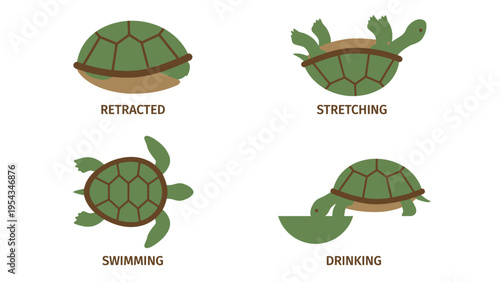 Basic Turtle Behaviors Flat Vector Illustrations: Retracted, Stretching, Swimming, and Drinking