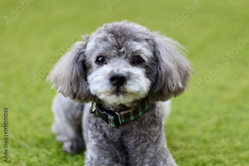 Obraz na plátne 正面を向いてこちらを見るシルバーのトイプードル　犬　正面の顔　潤んだ目