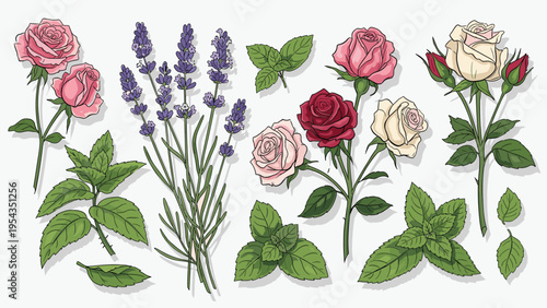 Hand-drawn botanical set: Colorful roses, fragrant lavender, and fresh mint leaves illustration. Floral and herbal vector elements.