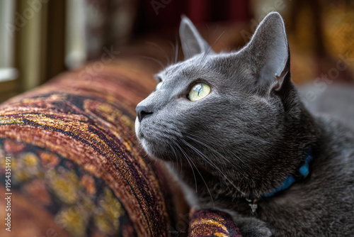Gray cat velvet sofa window light bohemian home soft focus closeup portrait curious gaze domestic pet cozy interior patterned fabric