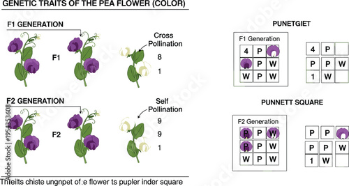 Educational biology diagram showing genetic traits of pea flowers with Punnett square for F1 and F2 generations inheritance