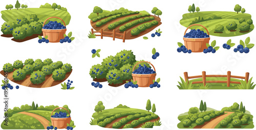 Blueberry Farm with Baskets and Fields of Blueberry Bushes, Scenic Nature Landscape for Agricultural and Farm Life Illustrations