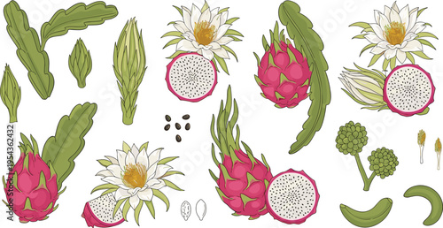 Dragon Fruit and Flower Collection with Pink Pitaya, Seeds, and Leaves Vector Illustration Set