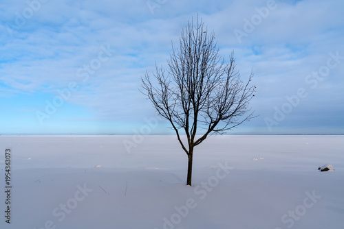 Tableau sur toile A single tree on the shore of the Gulf of Finland in the Lower Park of the Peterhof State Museum-Reserve on a sunny winter day, St